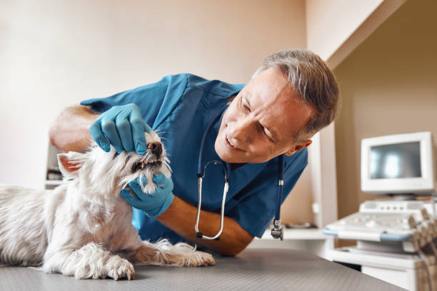 Best Emergency X-Rays and Diagnostics in Eldorado, TX